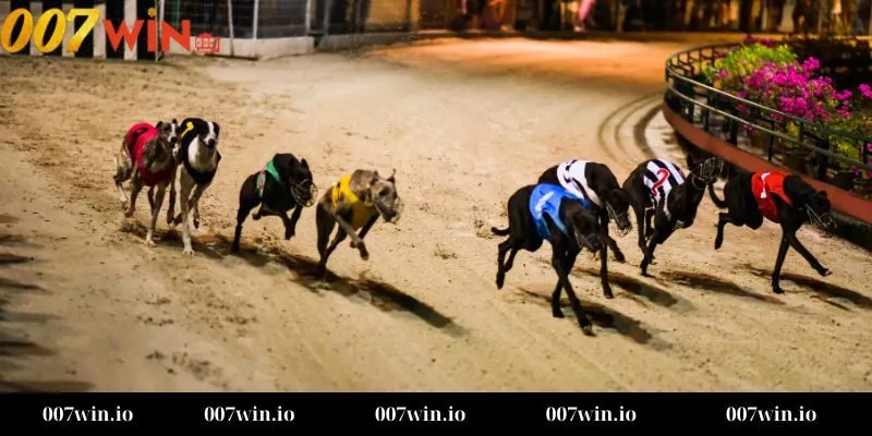 Cá cược đua chó