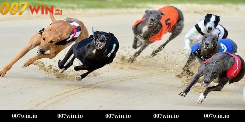 Cá cược đua chó Các loại cược phổ biến