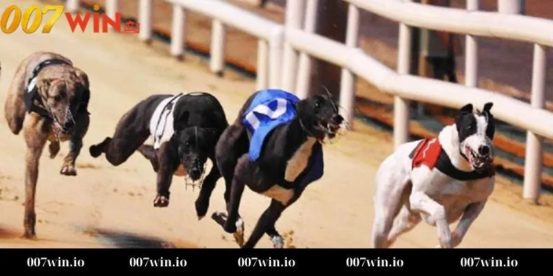 Cá cược đua chó Những yếu tố quyết định chiến thắng trong cá cược đua chó