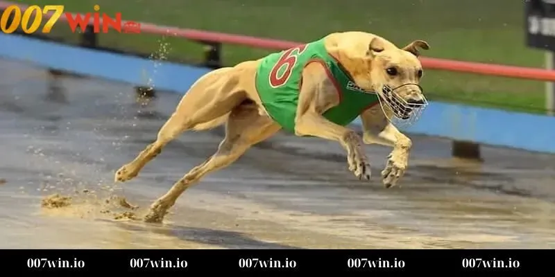 Cá cược đua chó Chiến thuật quản lý vốn và đặt cược thông minh